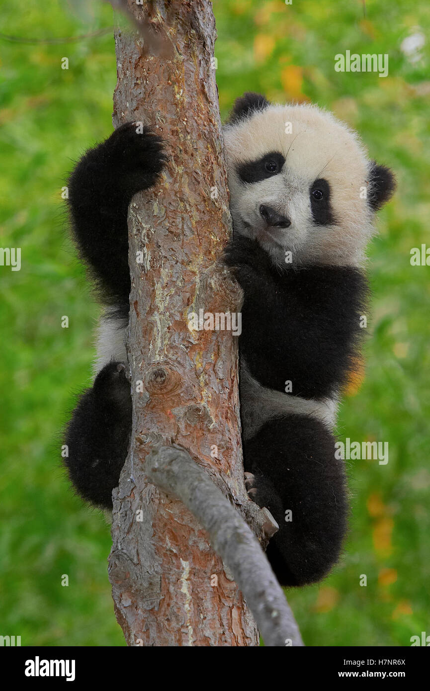 Giant Panda (Ailuropoda melanoleuca) cub in tree, endangered, native to ...
