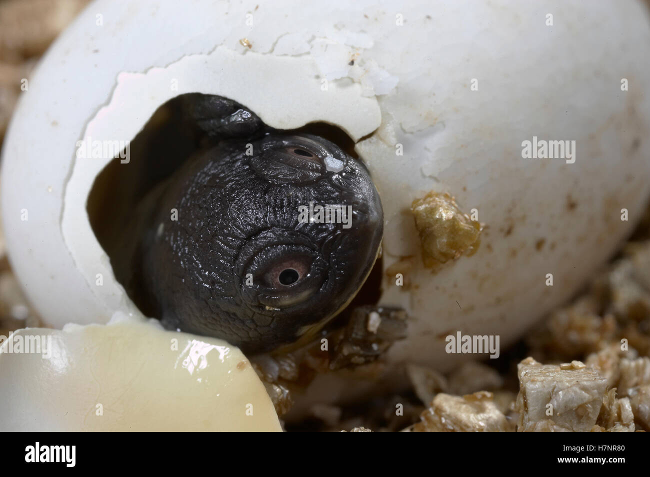 Roti Island Snake-necked Turtle (Chelodina mccordi) hatching from egg ...