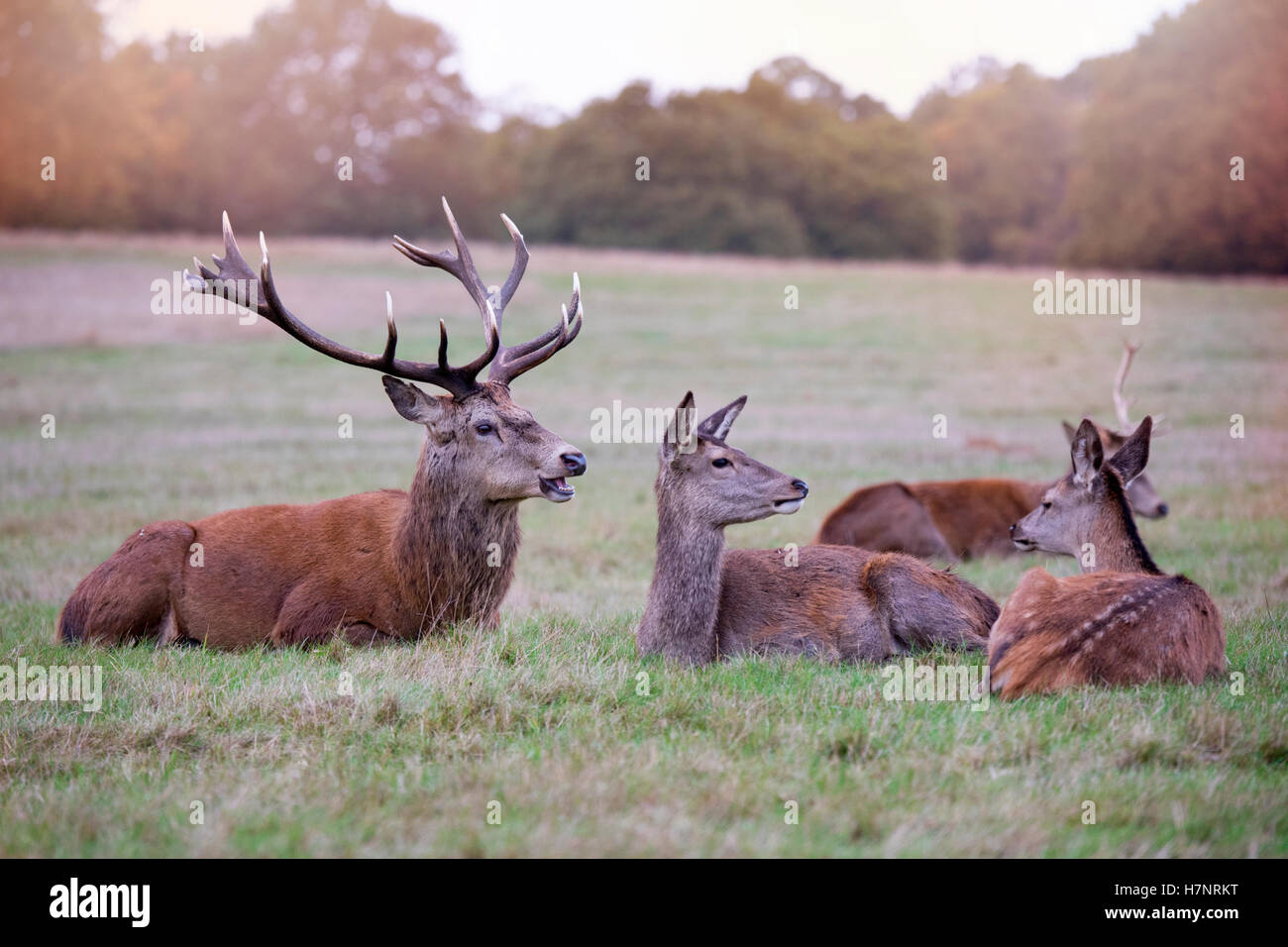 Red Deer Stag and Hinds In Richmond Park UK Stock Photo