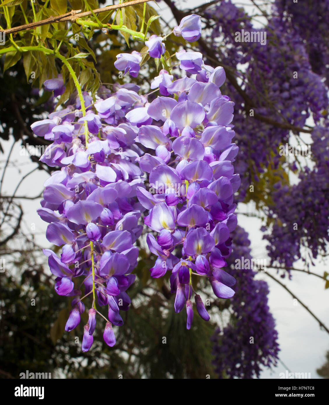 Purple wisteria blooms that are hanging from a tree Stock Photo Alamy