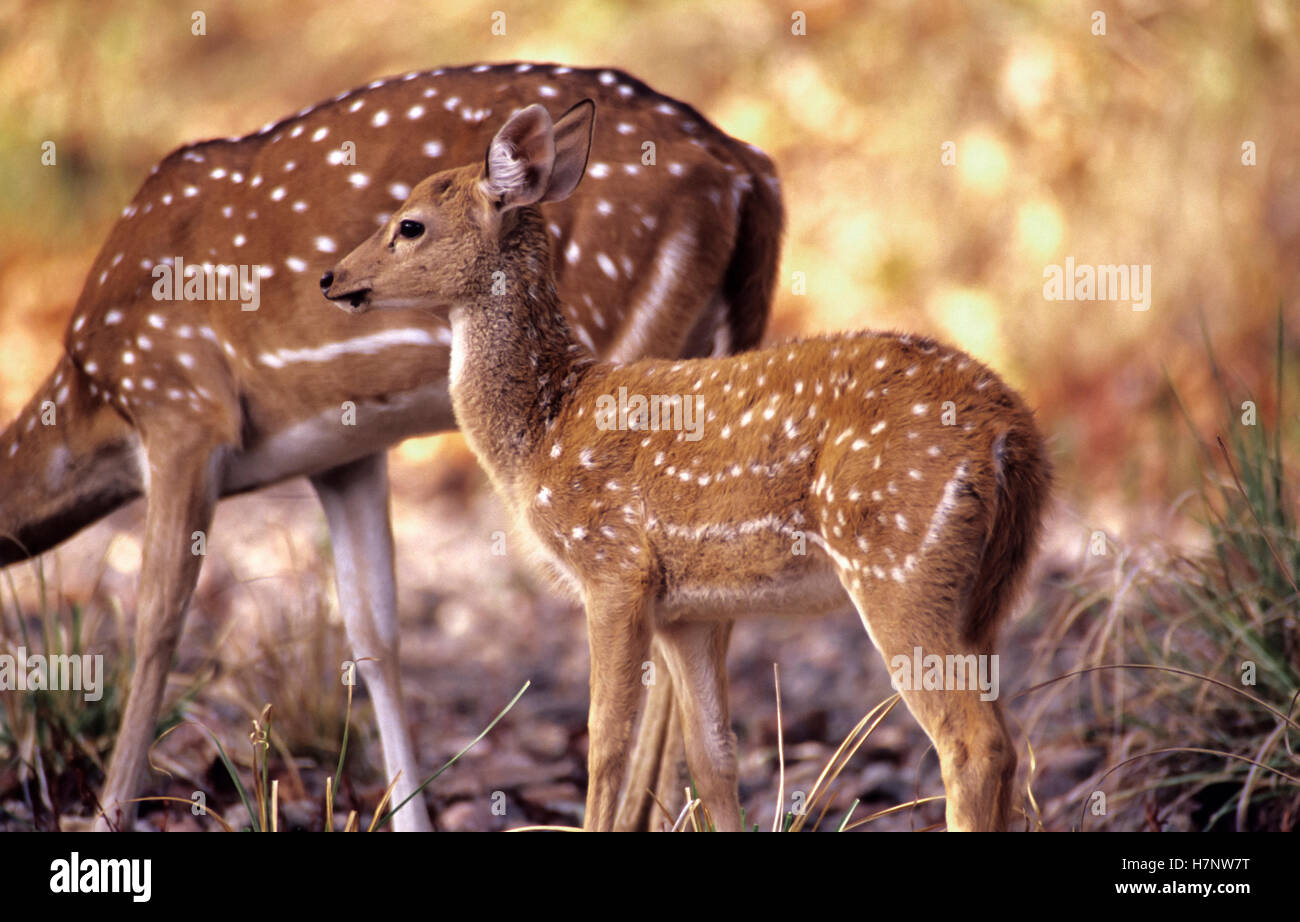 young one of deer