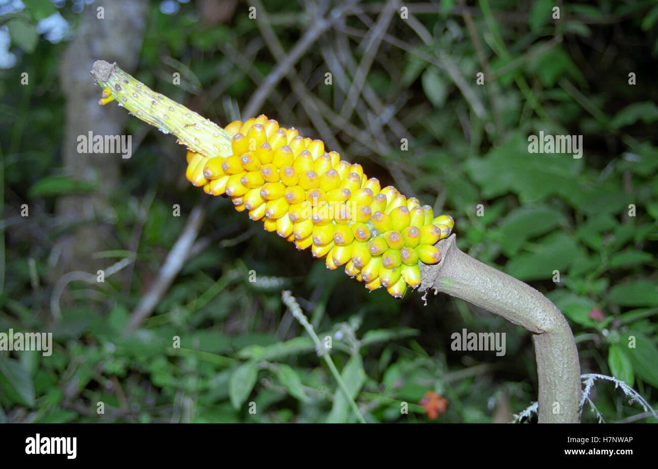 Wild Plant at Dandeli Wildlife Sanctuary, Western Ghats,  Karnataka, India Stock Photo