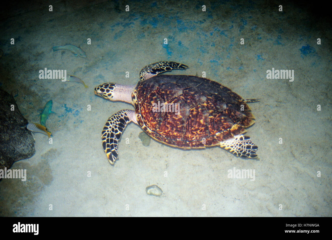The green sea turtle, also known as the green turtle, black turtle or Pacific green turtle, Chelonia mydas, Lakshadweep, India. Endangered Stock Photo