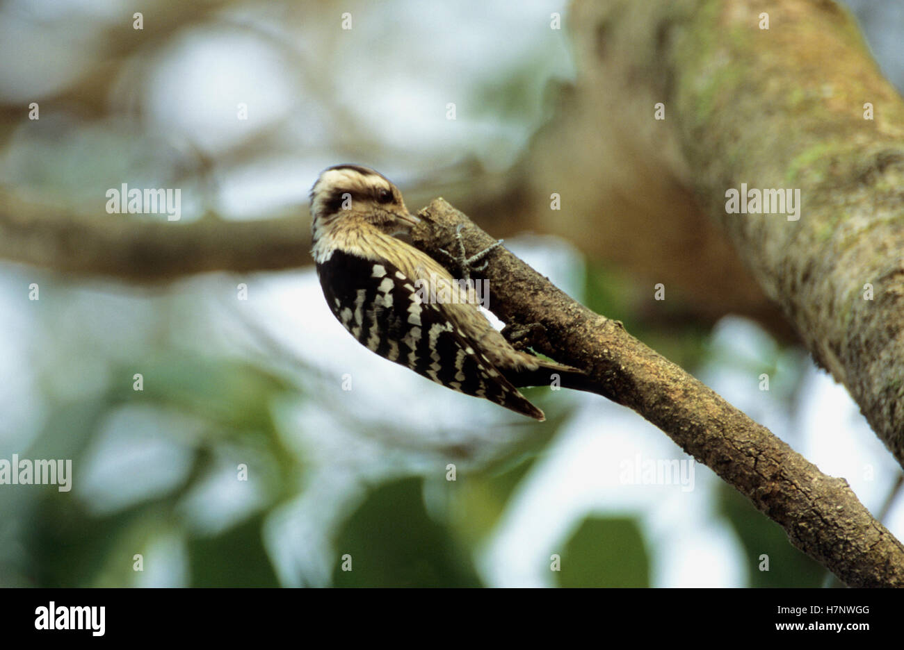 Grey-capped pygmy woodpecker, Dendrocopos canicapillus, Chitwan National Park, Nepal. Stock Photo