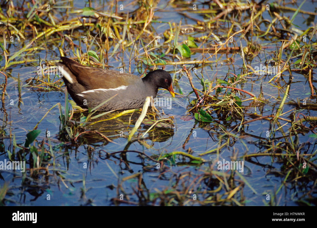 Common moorhen, Gallinula chloropus, Keoladev National Park, Bharatpur, Rajasthan, India. Stock Photo