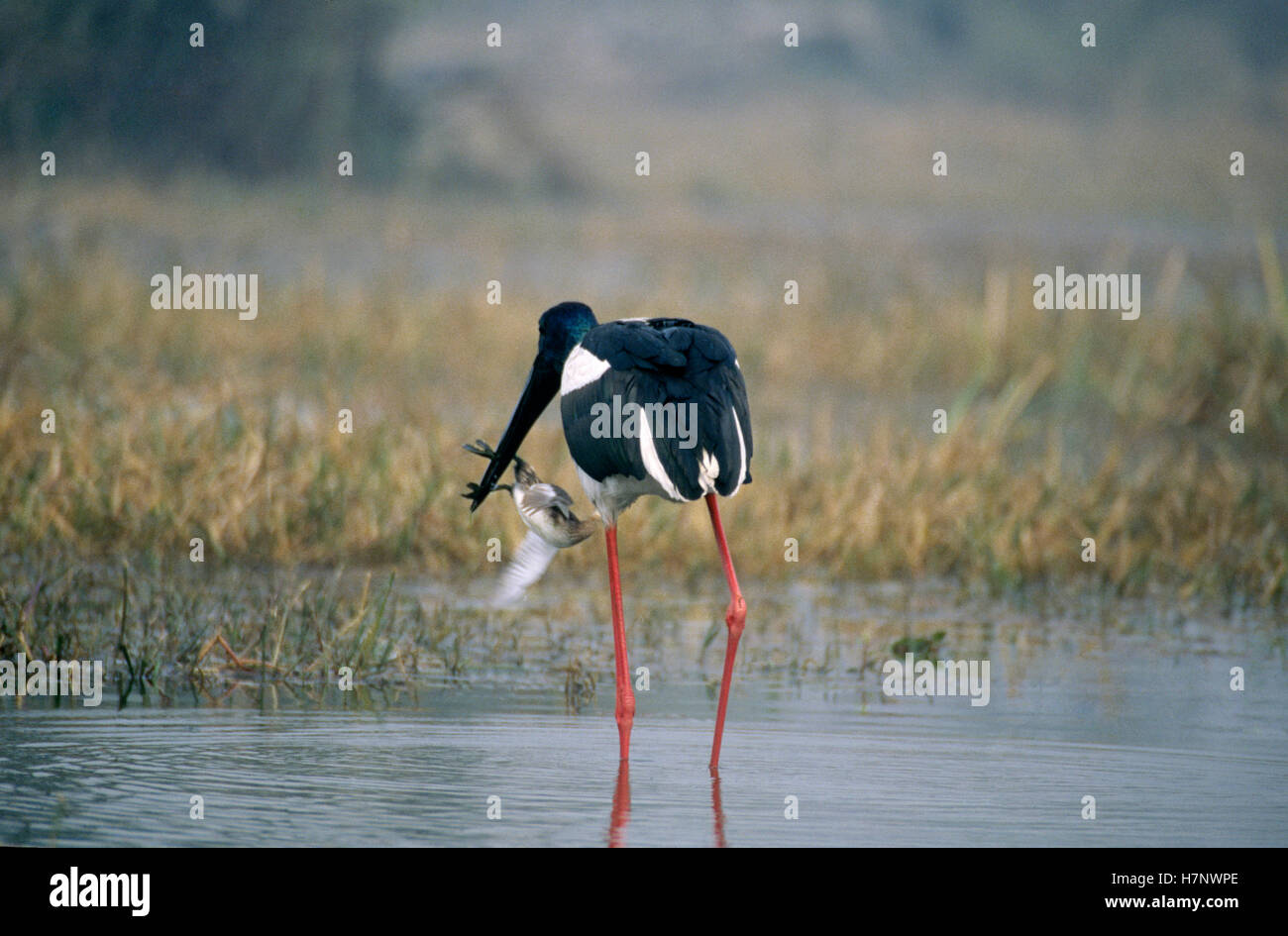 Black necked stork eating little grebe (Tachybaptus ruficollis), Keoladev national park, Bharatpur, Rajasthan, India Stock Photo