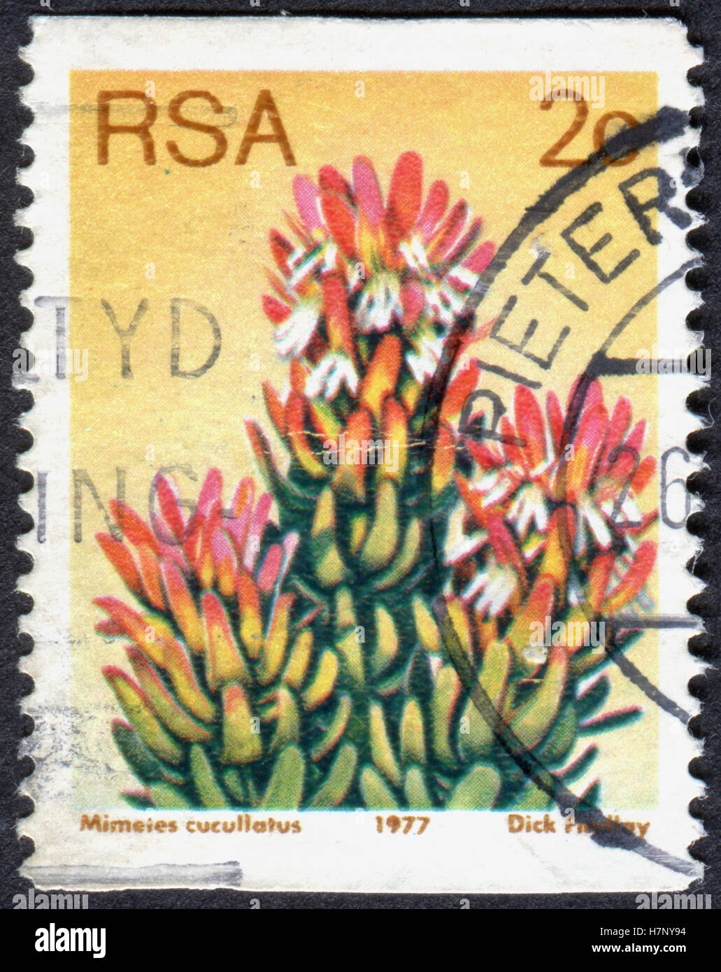 SOUTH AFRICA - CIRCA 1977: A stamp printed in South Africa, shows a plant Protea punctata, circa 1977 Stock Photo