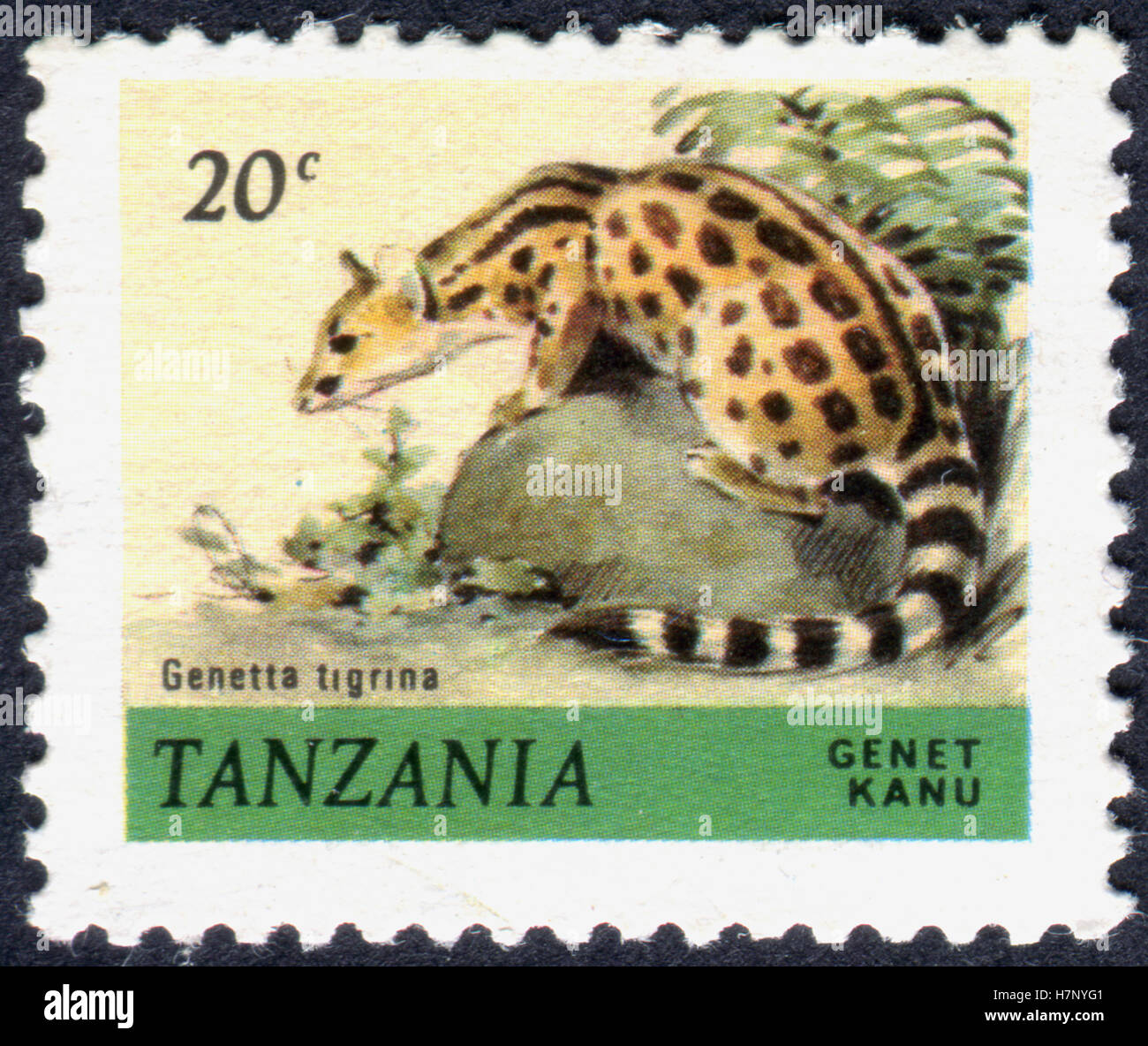 TANZANIA - CIRCA 1980: A stamp printed in Tanzania shows the Cape genet (Genetta tigrina), circa 1980 Stock Photo