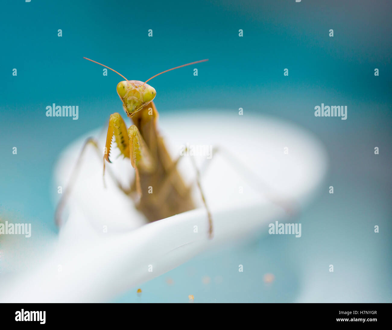 Close Up Shot Of Praying Mantis Stock Photo