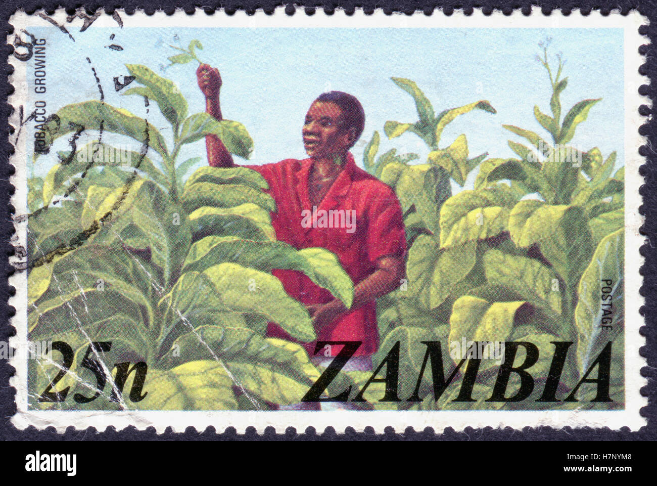 ZAMBIA CIRCA 1975 A stamp printed in Zambia, shows a Tobacco Growing