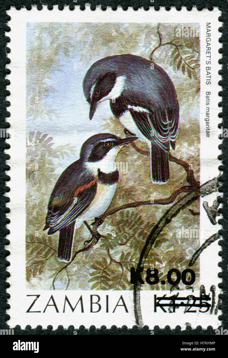 ZAMBIA - CIRCA 1989: A stamp printed in Zambia, shows a bird Boulton's batis (Batis margaritae), circa 1989 Stock Photo