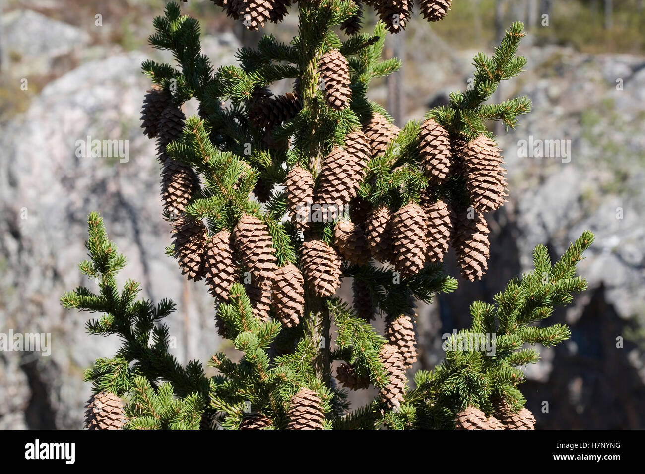 spruce cones Stock Photo