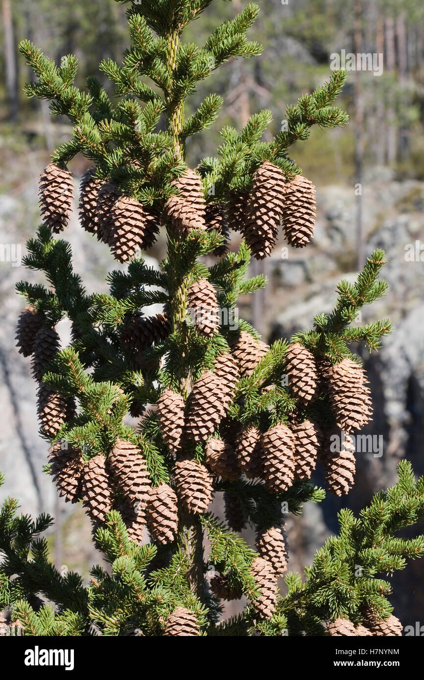 spruce cones Stock Photo