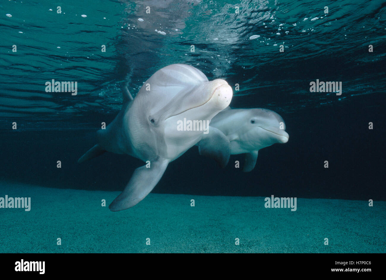 Bottlenose Dolphin (Tursiops truncatus) underwater pair, Hawaii Stock