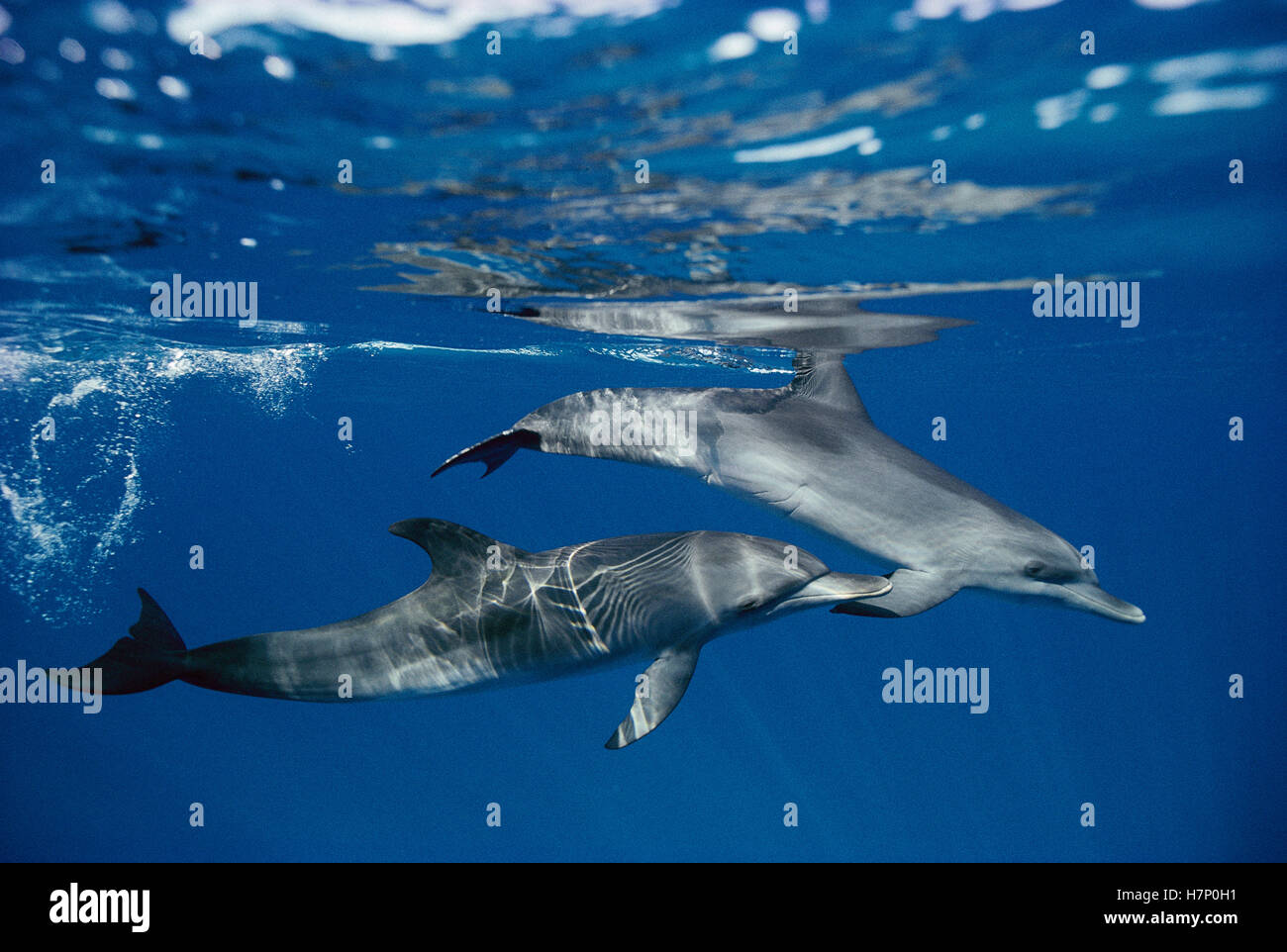 Atlantic Spotted Dolphin (Stenella frontalis) pair, Bahamas Stock Photo