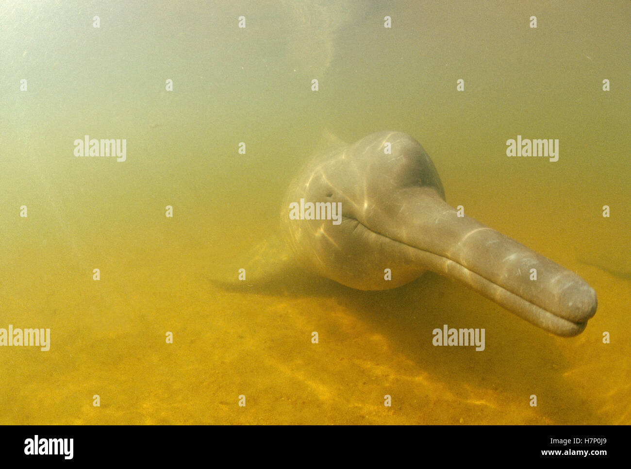 Amazon River Dolphin (Inia geoffrensis) underwater portrait, Brazil