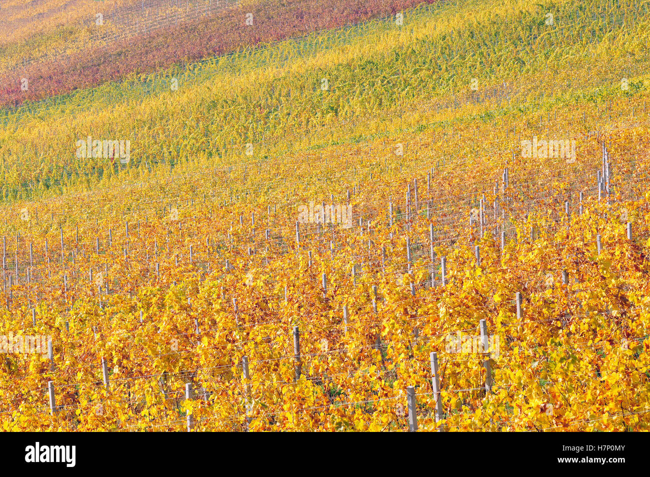 Colourful vineyards on a bright sunny autumn day Stock Photo