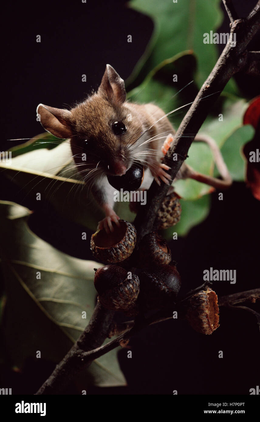 Whitefooted Mouse (Peromyscus leucopus) with Oak acorn, Myles Standish