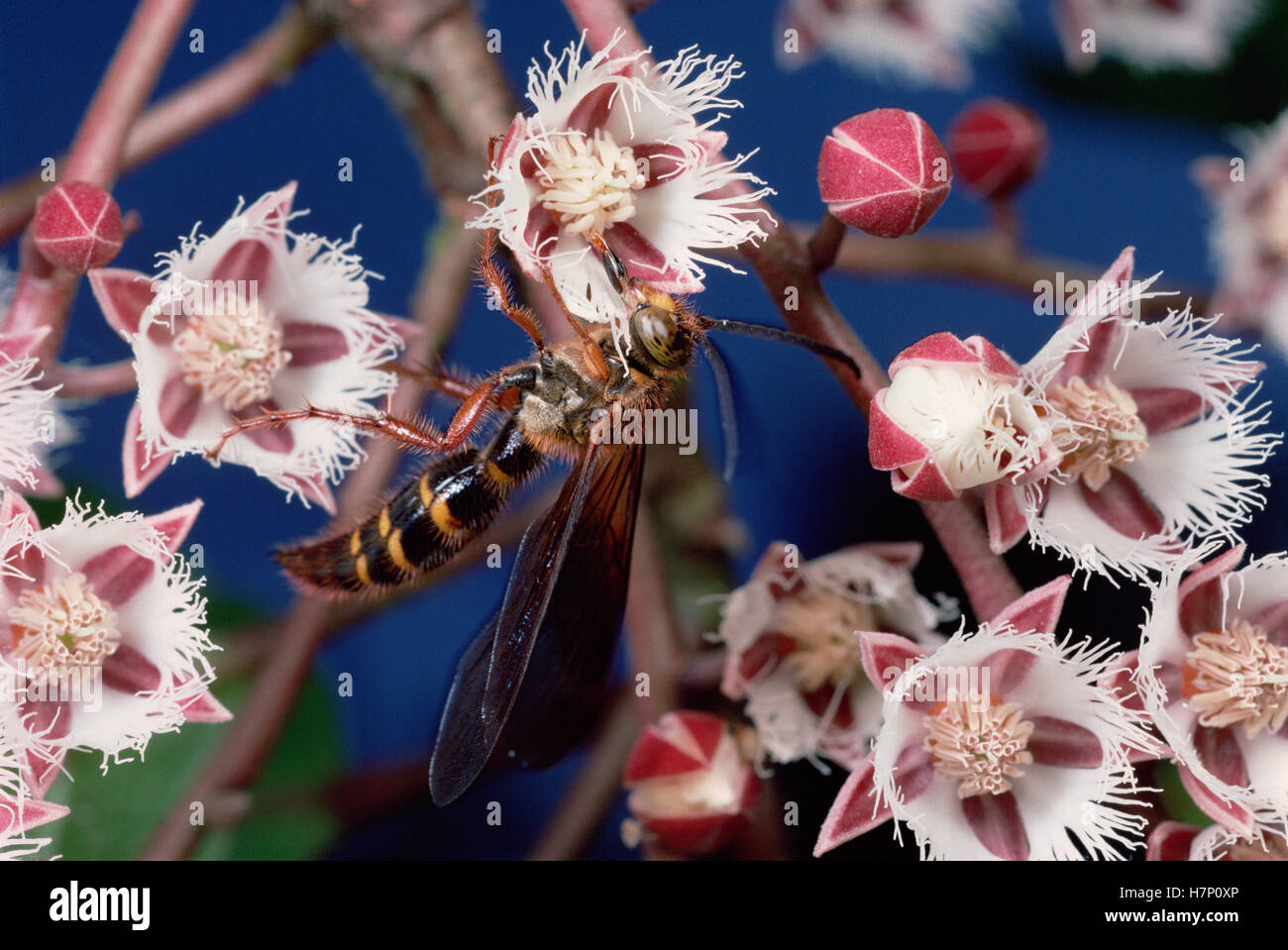 Rudraksha (Elaeocarpus ganitrus) wasp collecting nectar from