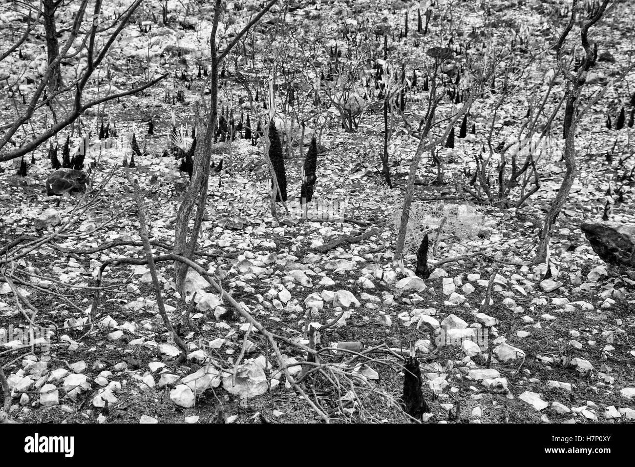 Aftermath of a large forest fire that left a devastated landscape Stock ...