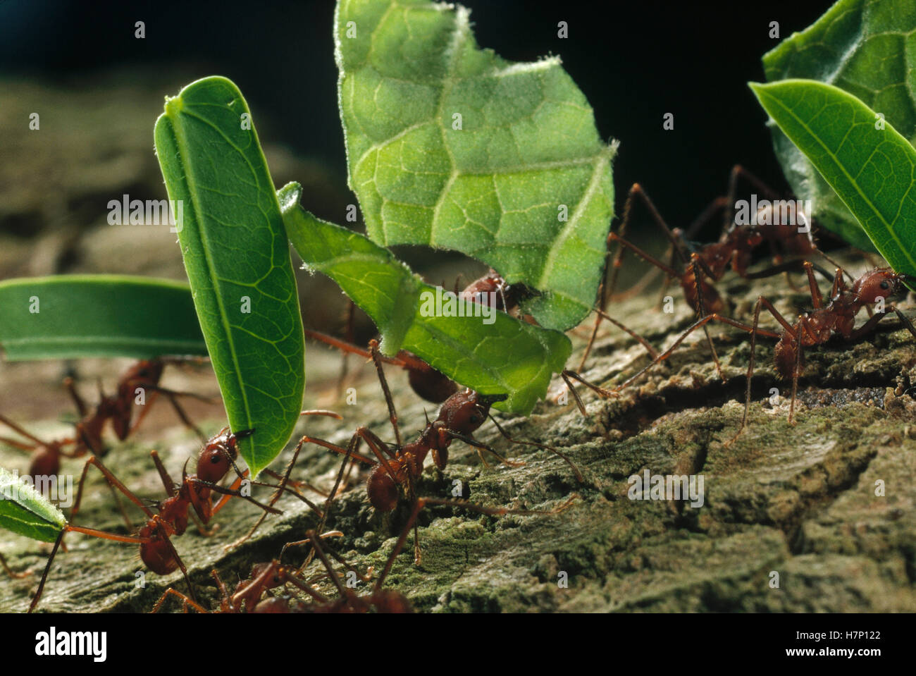 Leafcutter Ant (Atta sp) group carrying leaves back to nest, Barro ...
