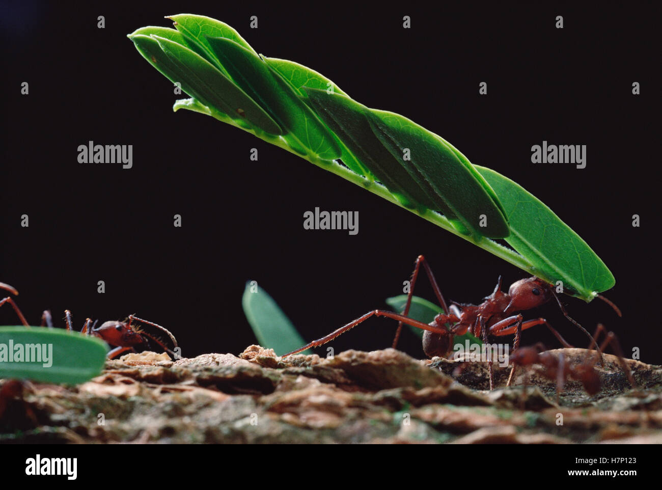 Leafcutter Ant (Atta sp) group group carrying leaves back to nest ...