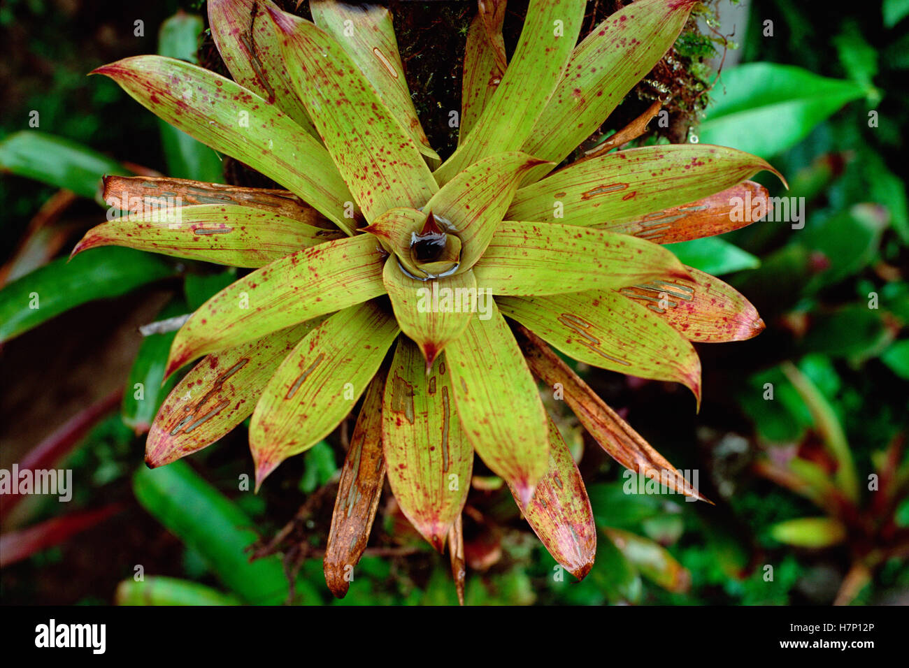 Rainforest bromeliad, La Planada Reserve, Colombia Stock Photo Alamy