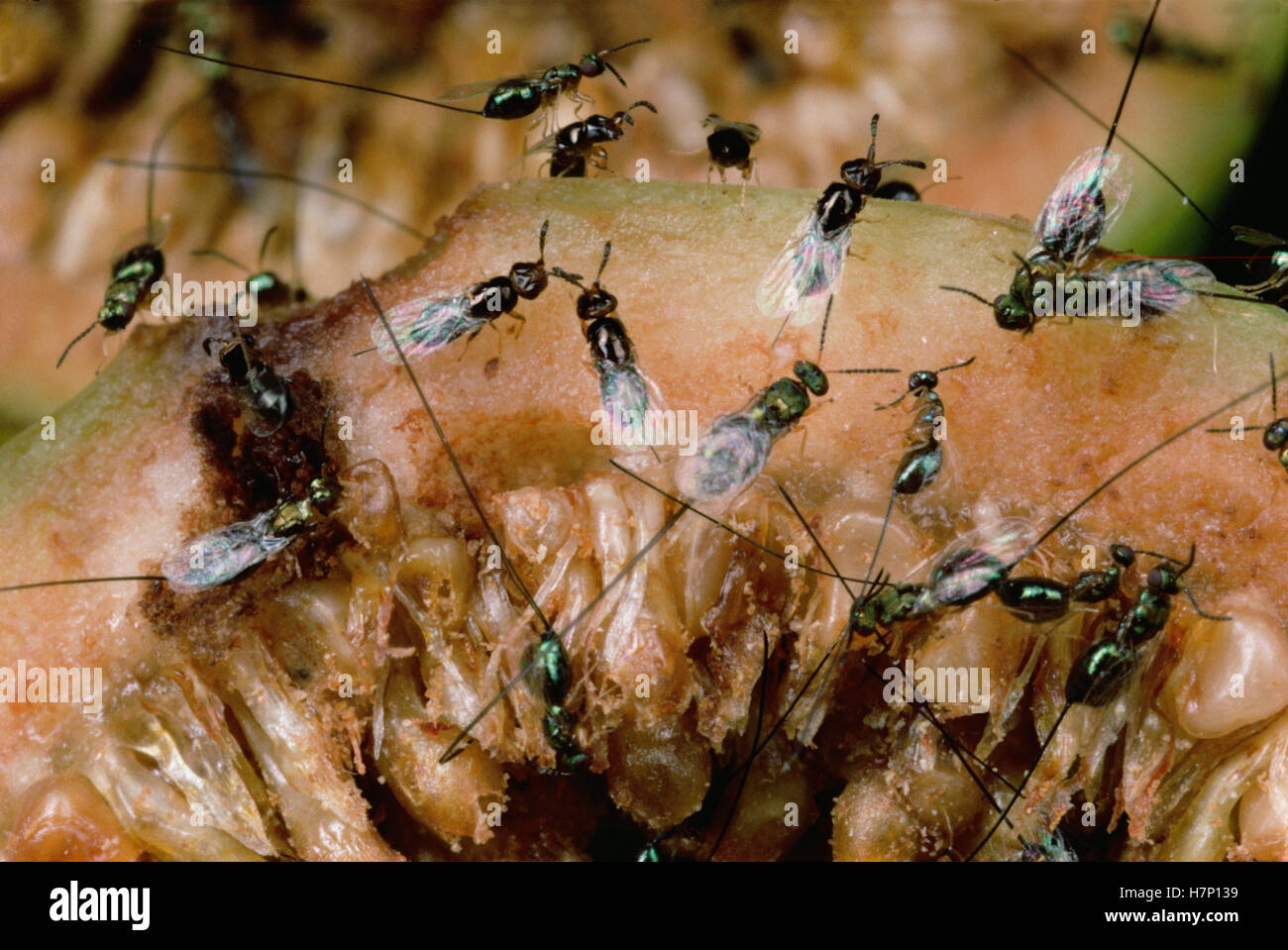 Fig Wasp (Blastophaga psenes) group emerging from opened fruit where