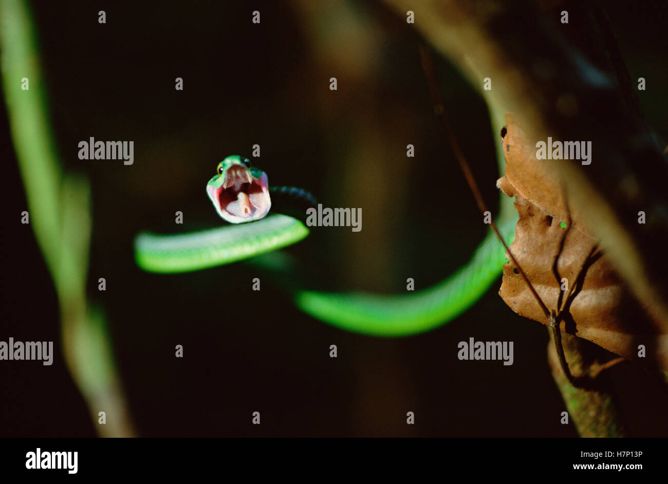 Parrot Snake (Leptophis ahaetulla) with open mouth, Barro Colorado ...