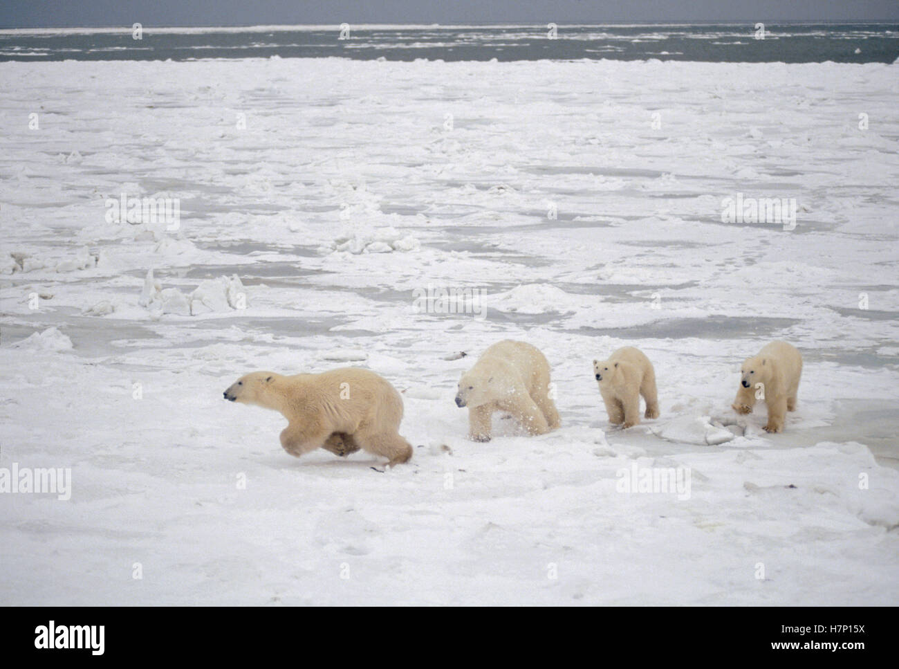 Polar Bear (ursus Maritimus) Mother Chasing Intruding Bear Away From 