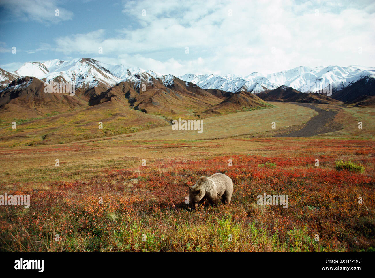 Grizzly Bear (Ursus arctos horribilis) foraging near the Alaska Range ...