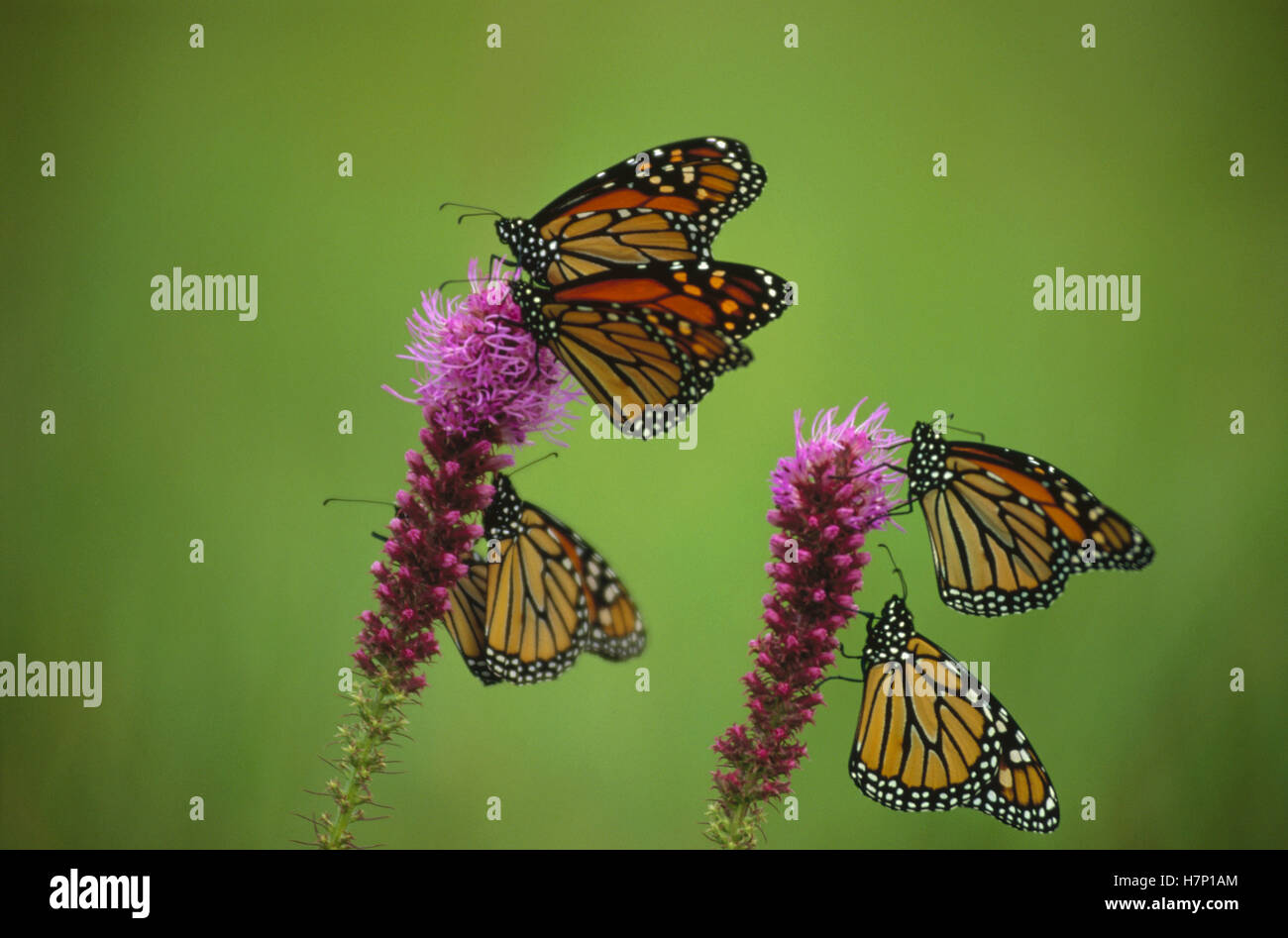 Monarch (Danaus plexippus) butterfly group resting on Thickspike