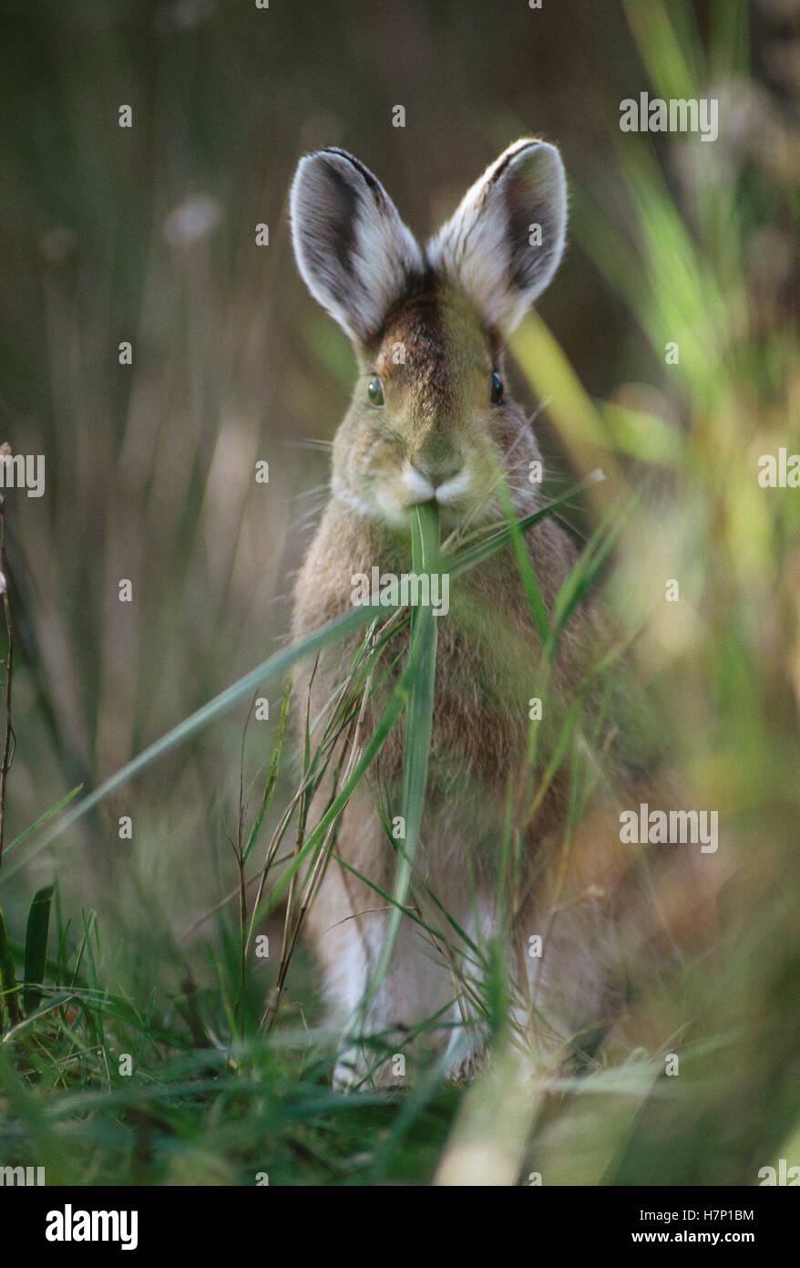 Cottontail Rabbit (Sylvilagus aquaticus) nibbling grass, Alaska Stock ...