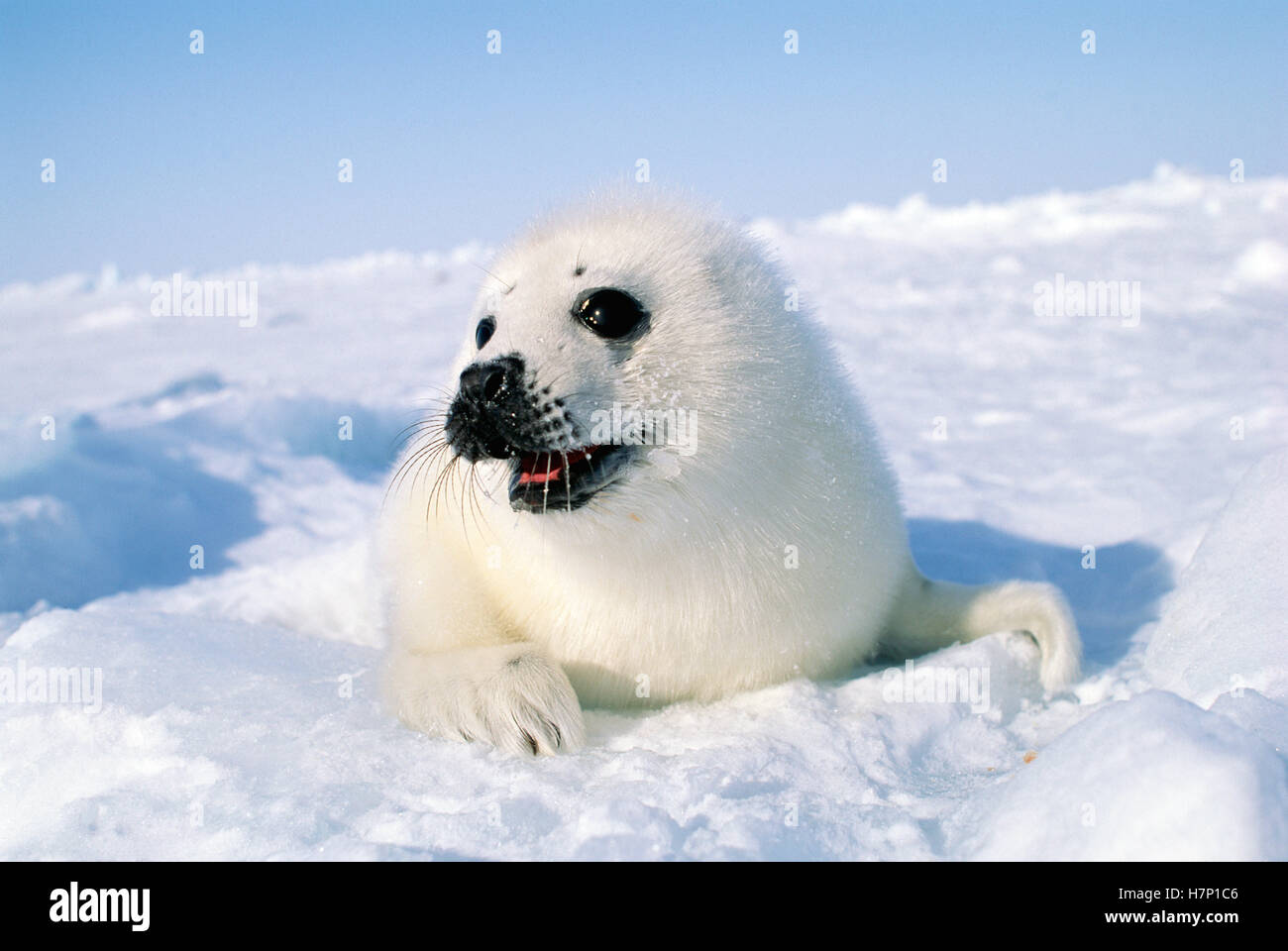 Harp Seal (Phoca groenlandicus) pup, Gulf of St Lawrence, Canada Stock Photo Alamy