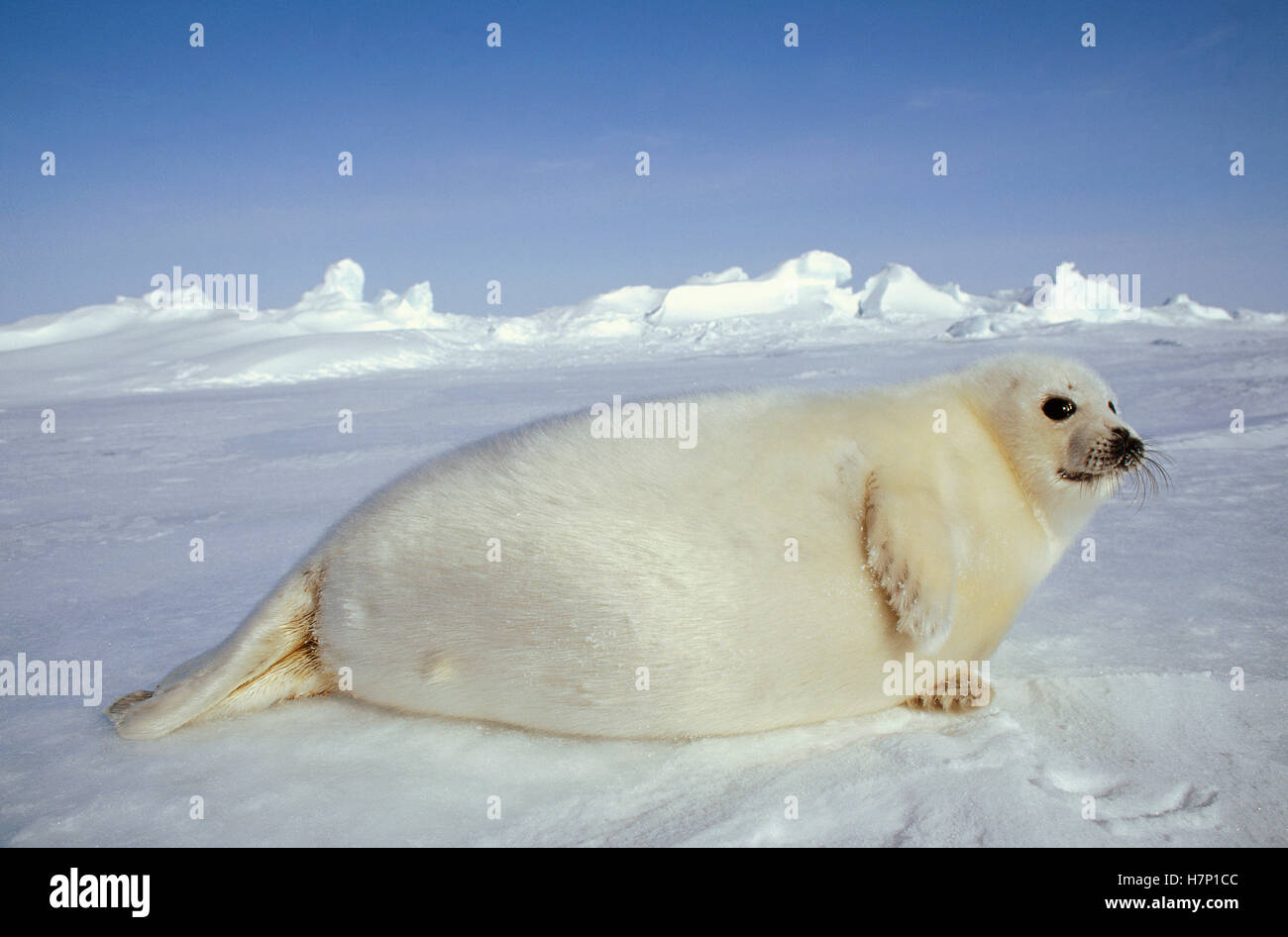 Harp Seal Phoca Groenlandicus Pup Gulf Of St Lawrence Canada Stock harp-seal-phoca-groenlandicus-pup-gulf-of-st-lawrence-canada-stock