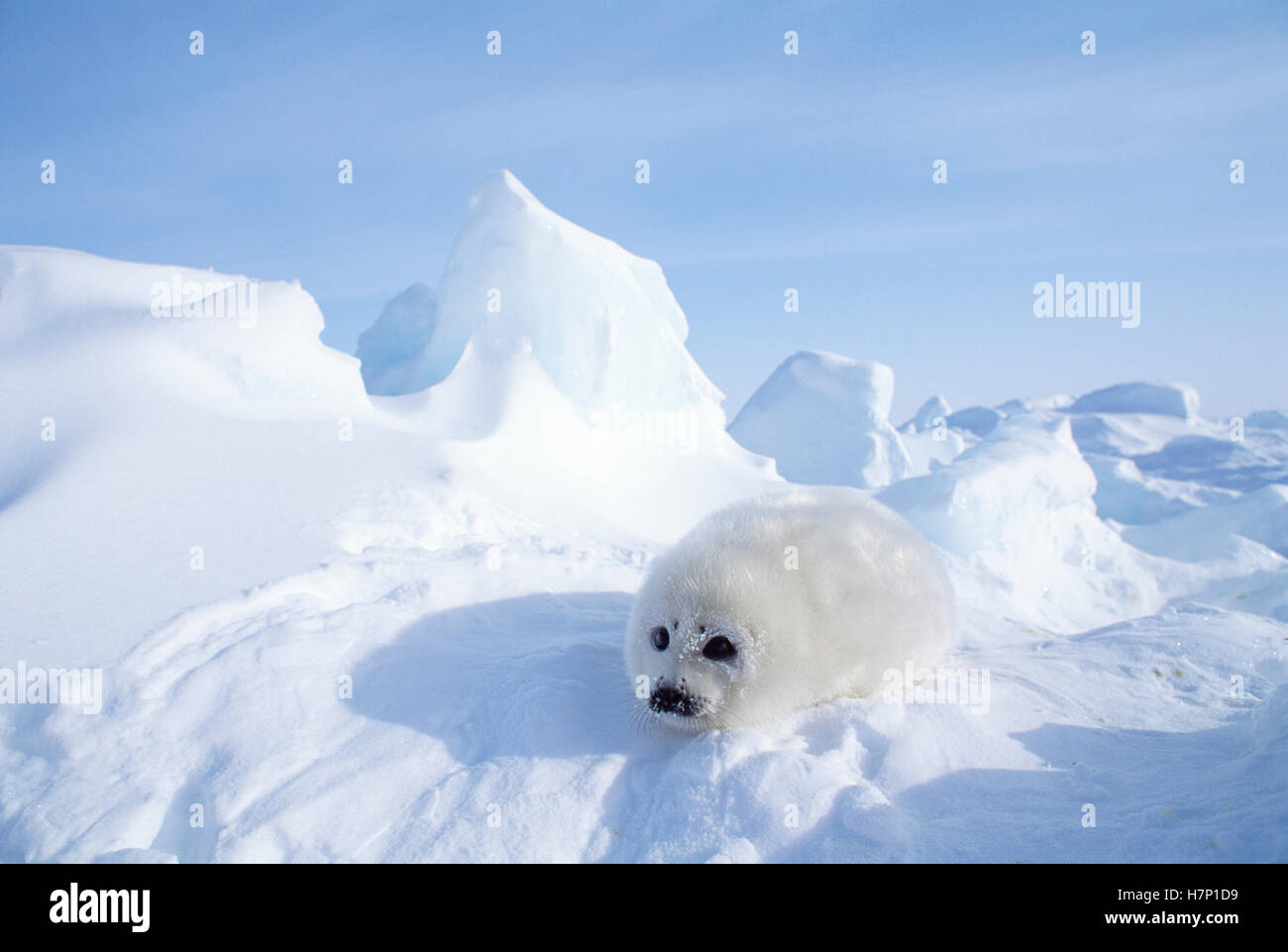 Harp Seal Phoca Groenlandicus Pup Gulf Of St Lawrence Canada Stock harp-seal-phoca-groenlandicus-pup-gulf-of-st-lawrence-canada-stock