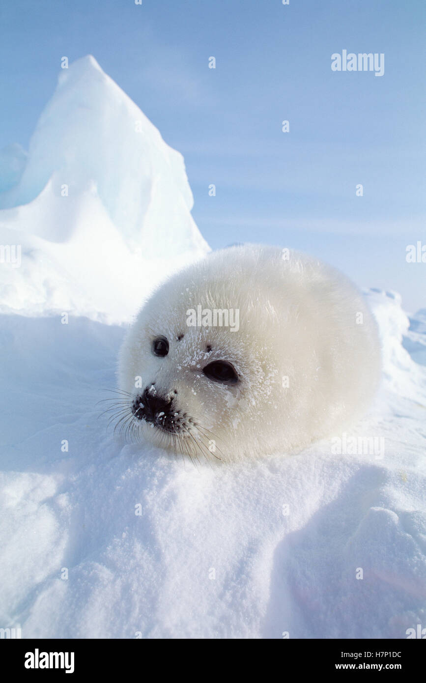 Harp Seal Phoca Groenlandicus Pup Gulf Of St Lawrence Canada Stock harp-seal-phoca-groenlandicus-pup-gulf-of-st-lawrence-canada-stock
