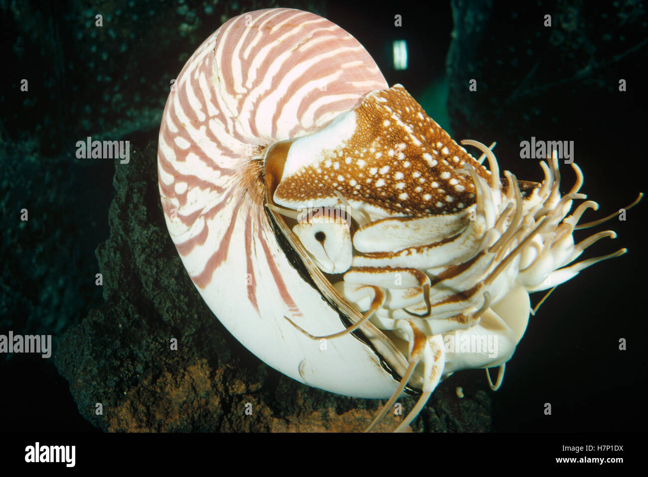 Chambered Nautilus (Nautilus pompilius) portrait, North America Stock ...