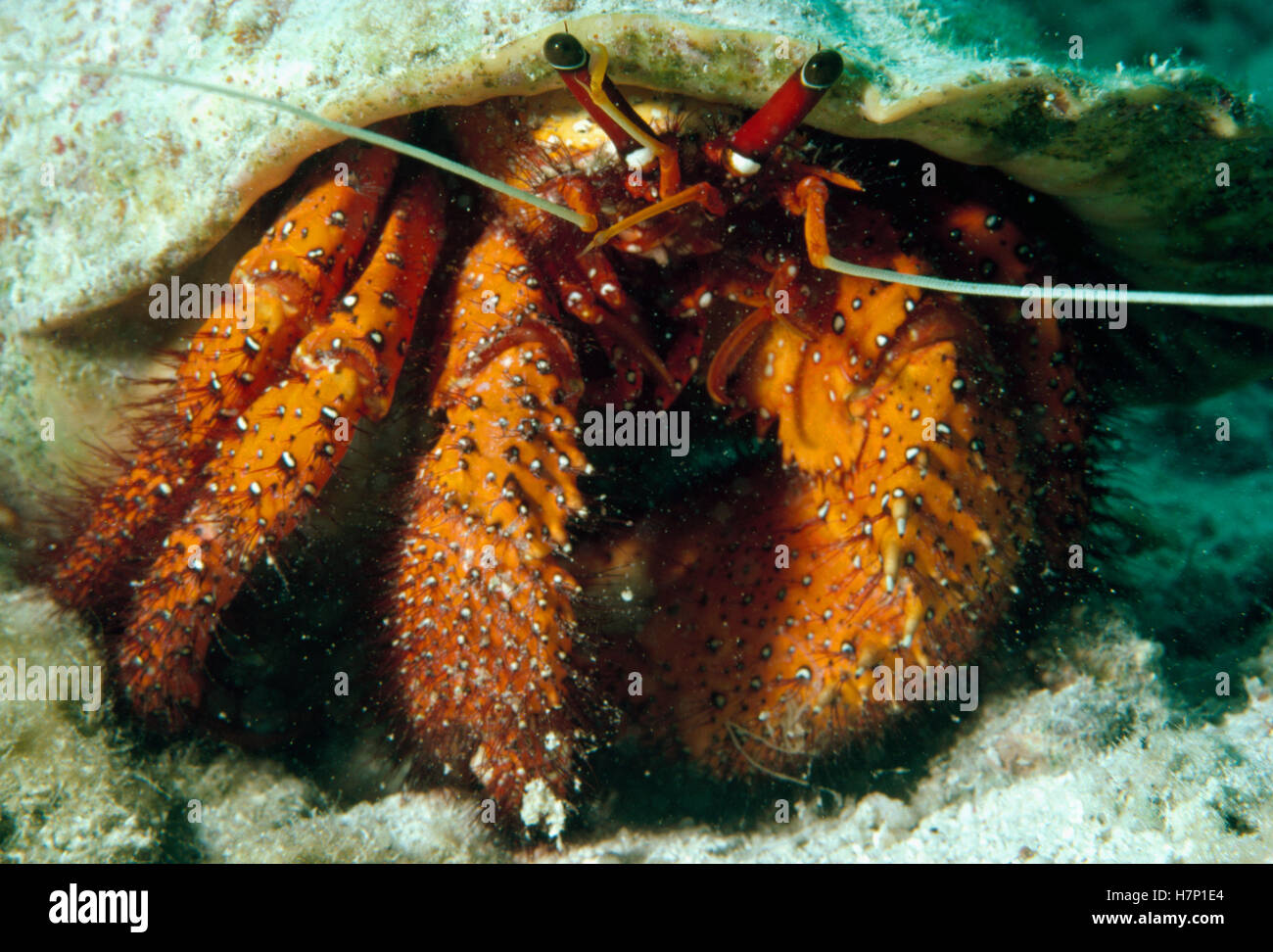 Hermit Crab, Hawaii Stock Photo Alamy
