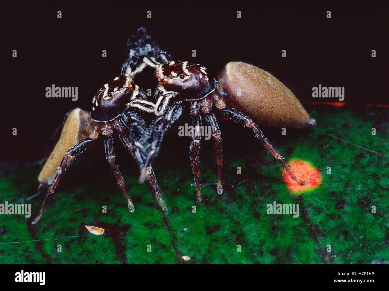Jumping Spider (Bavia aericeps) two females fighting, Australia Stock