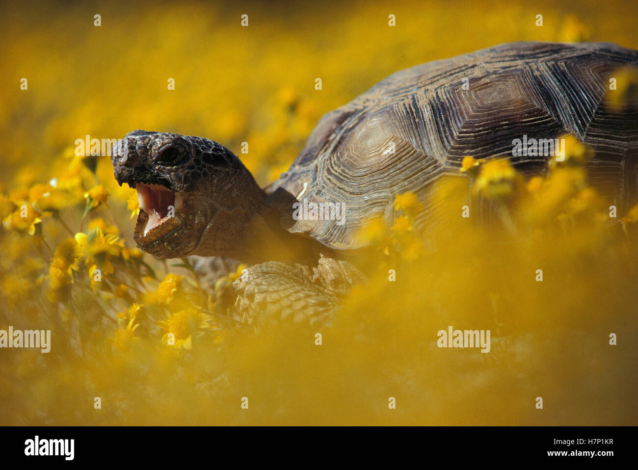 Desert Tortoise (Gopherus agassizii) in a field of yellow flowers ...