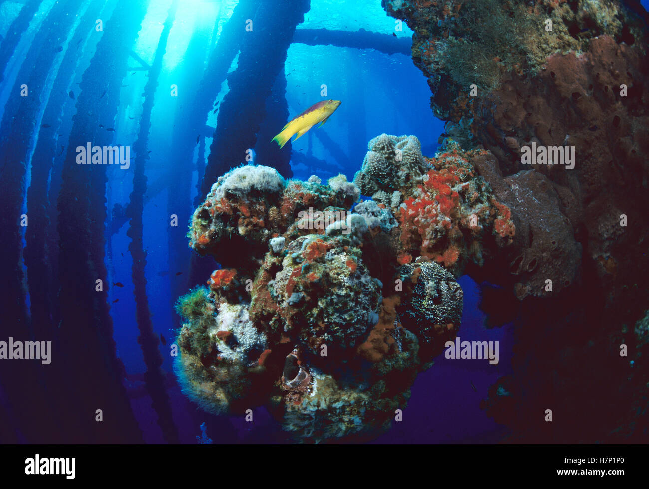 Coral growing on oil rig, Flower Garden Banks National Marine Sanctuary