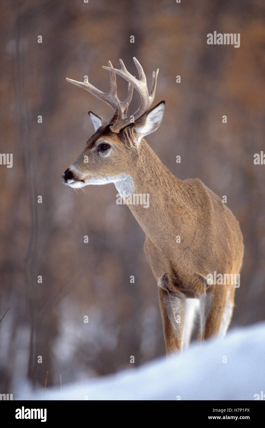 Whitetailed Deer (Odocoileus virginianus) buck, Minnesota Stock Photo