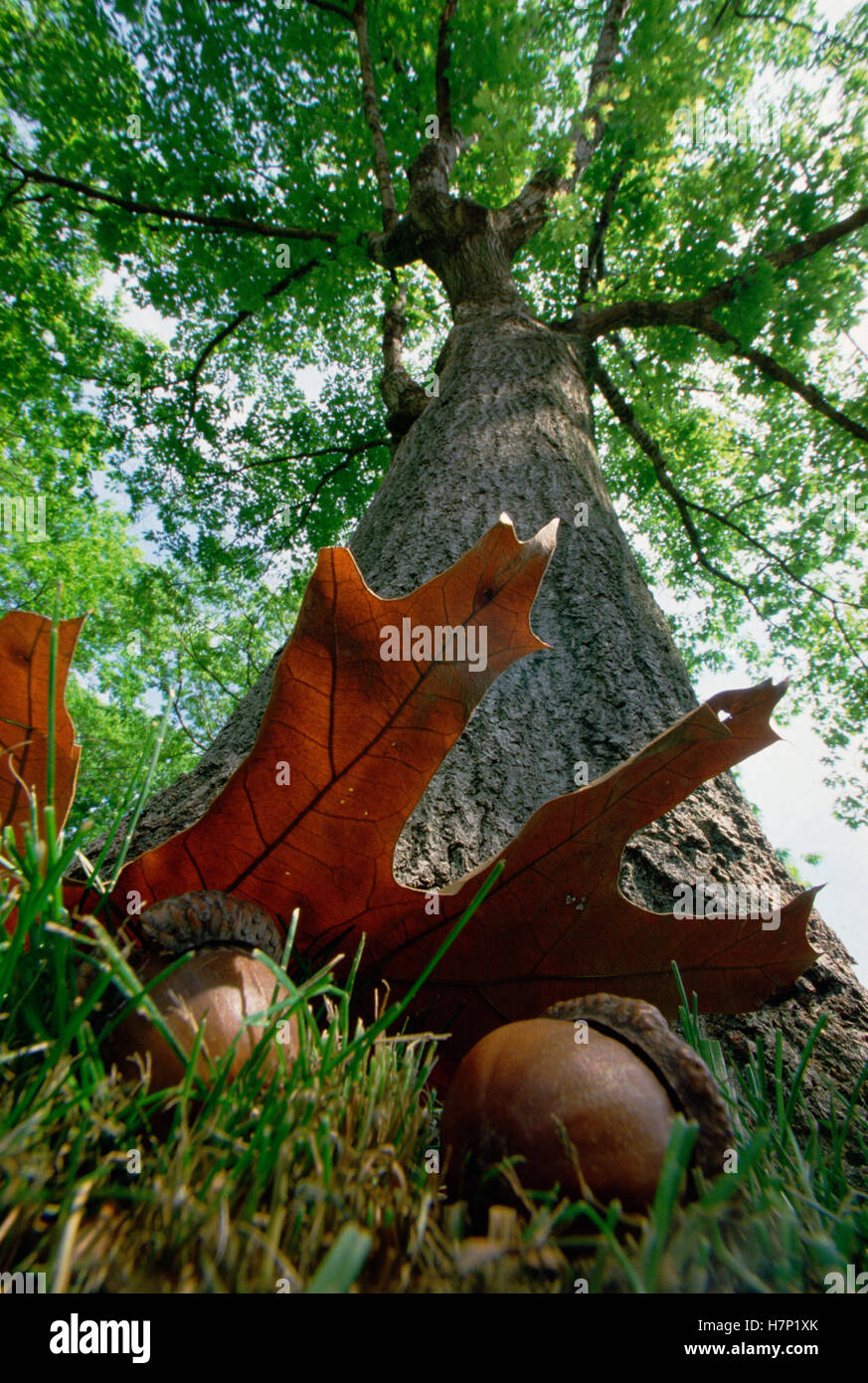 Northern Red Oak Quercus Rubra Tree With Corns And Leaves At Base Of