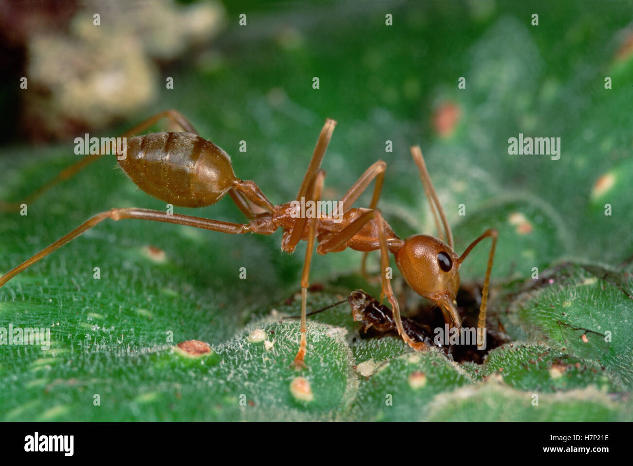 Weaver Ant (Oecophylla longinoda) stationed at the entrance of a fig ...