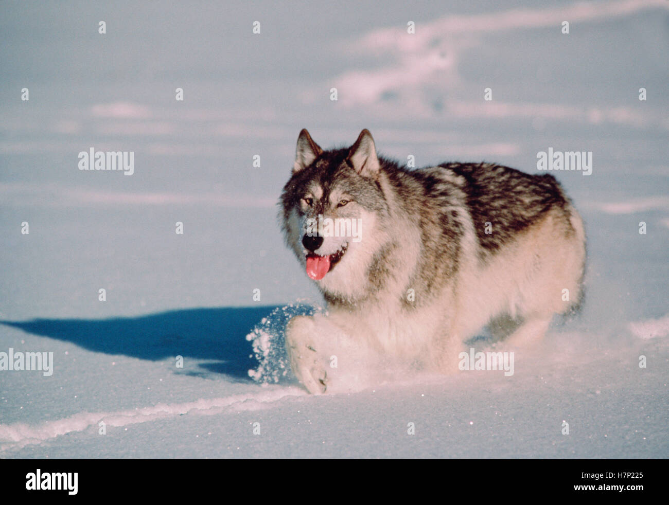 Timber Wolf (Canis lupus) walking in snow, Minnesota Stock Photo - Alamy
