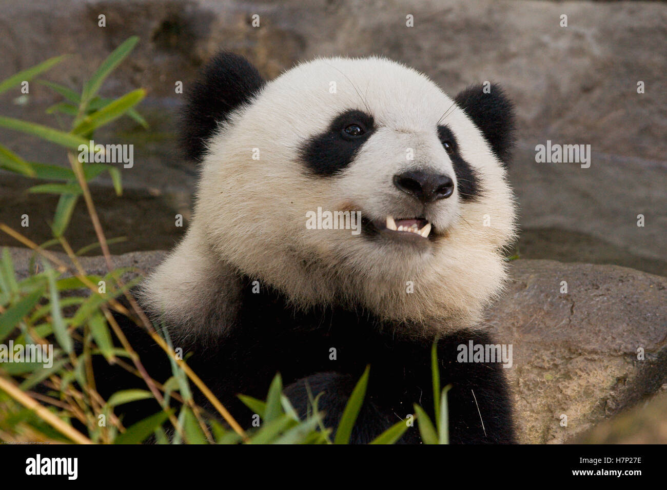 Giant Panda (Ailuropoda melanoleuca) portrait, endangered species ...