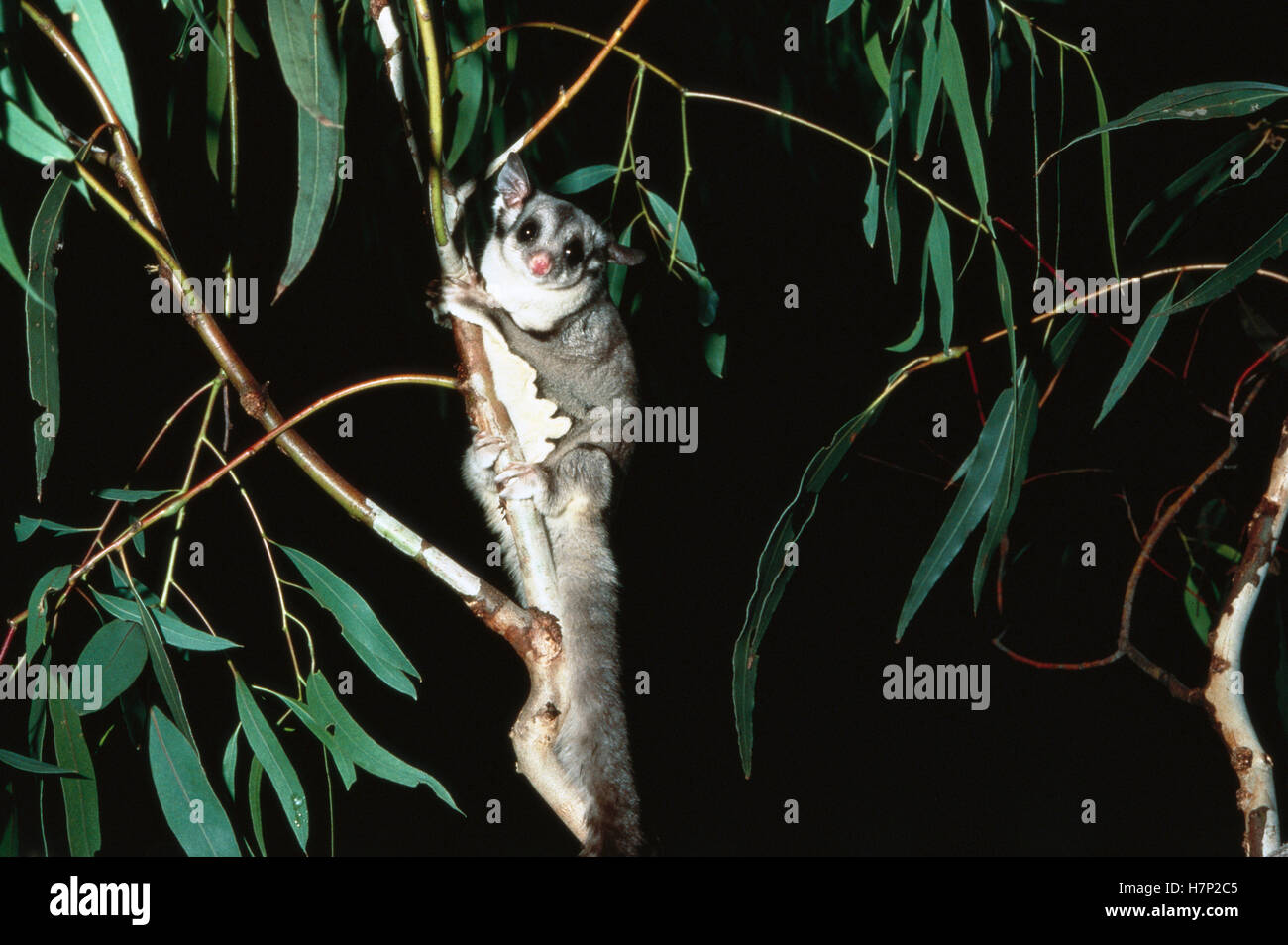 Sugar Glider (Petaurus breviceps) in eucalyptus tree, Australia Stock