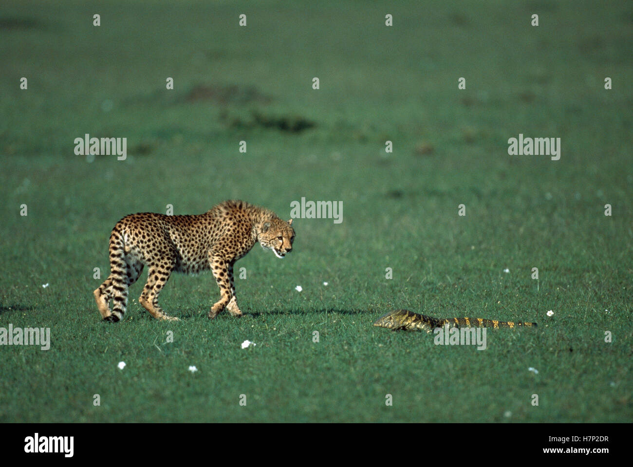 Cheeto Lizard Cheetah (Acinonyx jubatus) stalking a Monitor Lizard (Varanus sp ...