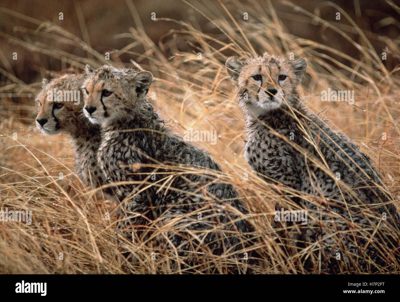 Cheetah (Acinonyx jubatus) trio in tall grass, Serengeti, Tanzania